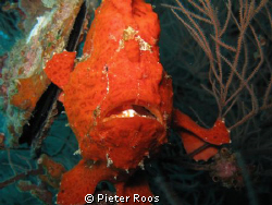 frog fish by Pieter Roos 